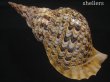 画像2: 法螺貝　37ｃｍ　約850ｇ (2)