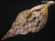 画像3: 法螺貝　37ｃｍ　約850ｇ (3)