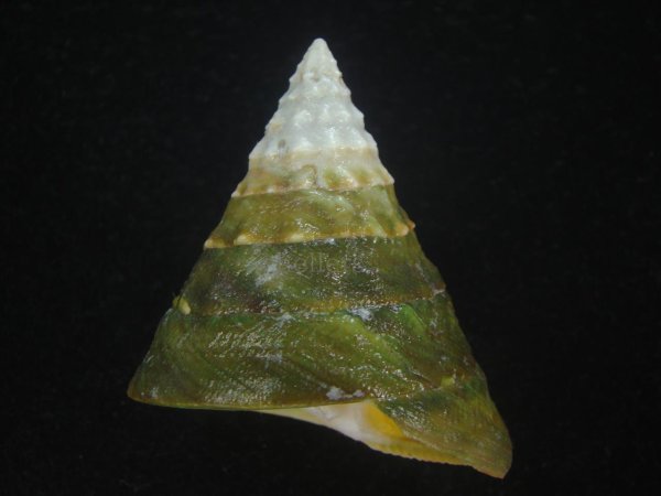 画像1: ミドリ(アラフラ)ギンタカハマ(Trochus pyramis) 特濃色　特美品 (1)