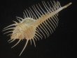 画像3: アラフラホネガイ(Murex pecten) 大　美品 (3)