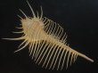 画像2: アラフラホネガイ(Murex pecten) 大　美品 (2)