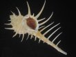 画像1: トゲナガアクキガイ(Murex acanthostephes) 大　美品 (1)