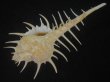 画像3: トゲナガアクキガイ(Murex acanthostephes) 大　美品 (3)