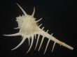 画像2: トゲナガアクキガイ(Murex acanthostephes) 美品 (2)