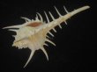 画像3: トゲナガアクキガイ(Murex acanthostephes) 美品 (3)