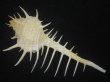 画像2: トゲナガアクキガイ(Murex acanthostephes)  (2)