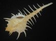 画像3: トゲナガアクキガイ(Murex acanthostephes)  (3)