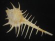 画像2: トゲナガアクキガイ(Murex acanthostephes)  (2)