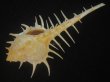 画像3: トゲナガアクキガイ(Murex acanthostephes)  (3)