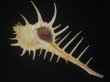 画像1: トゲナガアクキガイ(Murex acanthostephes)  (1)