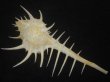 画像2: トゲナガアクキガイ(Murex acanthostephes)  (2)