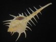 画像3: トゲナガアクキガイ(Murex acanthostephes)  (3)