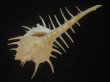 画像3: トゲナガアクキガイ(Murex acanthostephes)  (3)