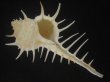 画像1: トゲナガアクキガイ(Murex acanthostephes) 死殻だけど美品 (1)