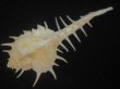 画像3: トゲナガアクキガイ(Murex acanthostephes) 死殻だけど美品 (3)