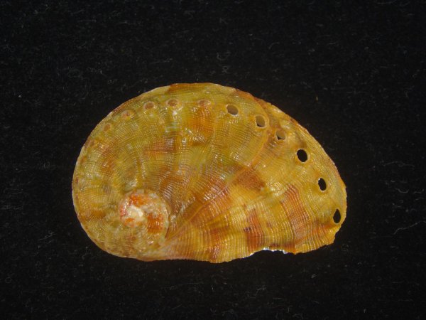 画像1: ヤサガタトコブシ(Haliotis semiplicata) 大 (1)