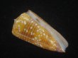 画像1: ビクターイモ(Conus nobilis victor) 54ｍｍ　特大　濃色　美品 (1)