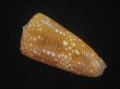 画像2: ビクターイモ(Conus nobilis victor) 54ｍｍ　特大　濃色　美品 (2)