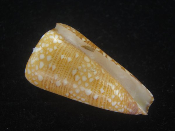 画像1: ビクターイモ(Conus nobilis victor) 大 (1)