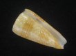 画像1: ビクターイモ(Conus nobilis victor) ゴールデン　大　美品 (1)