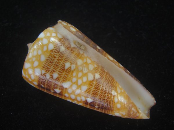 画像1: ビクターイモ(Conus nobilis victor) 53.5ｍｍｍ　特大　美品　ハイコントラスト (1)