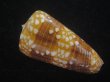 画像2: ビクターイモ(Conus nobilis victor) 53.5ｍｍｍ　特大　美品　ハイコントラスト (2)