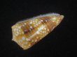 画像3: ビクターイモ(Conus nobilis victor) 53.5ｍｍｍ　特大　美品　ハイコントラスト (3)