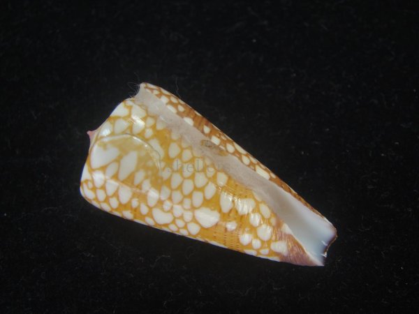 画像1: スキネリービクターイモ(Conus nobilis victor skinneri) (1)