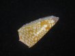 画像3: スキネリービクターイモ(Conus nobilis victor skinneri) (3)