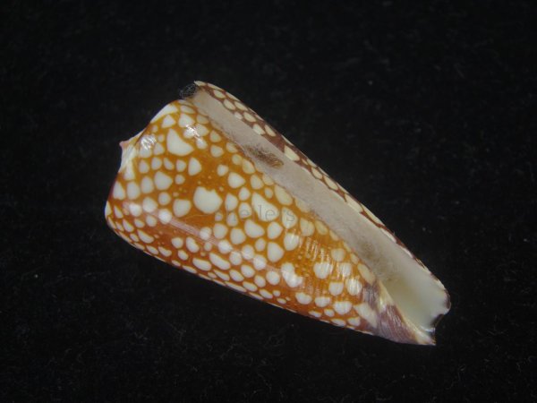 画像1: スキネリービクターイモ(Conus nobilis victor skinneri) 特濃色　特美品 (1)