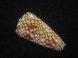 画像2: スキネリービクターイモ(Conus nobilis victor skinneri) 特濃色　特美品 (2)