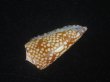 画像3: スキネリービクターイモ(Conus nobilis victor skinneri) 特濃色　特美品 (3)