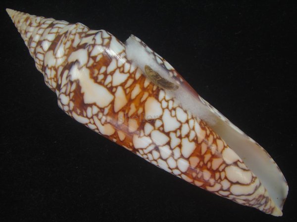 画像1: インドハデミナシ(Conus milneedwardsi clytospira) 154ｍｍ　特大　特美品 (1)