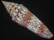 画像2: インドハデミナシ(Conus milneedwardsi clytospira) 154ｍｍ　特大　特美品 (2)