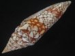 画像4: インドハデミナシ(Conus milneedwardsi clytospira) 154ｍｍ　特大　特美品 (4)