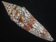 画像3: インドハデミナシ(Conus milneedwardsi clytospira) 154ｍｍ　特大　特美品 (3)