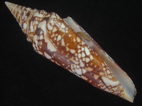 画像1: インドハデミナシ(Conus milneedwardsi clytospira) 152ｍｍ　特大　特美品 (1)