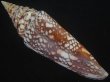 画像2: インドハデミナシ(Conus milneedwardsi clytospira) 152ｍｍ　特大　特美品 (2)