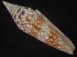 画像1: インドハデミナシ(Conus milneedwardsi clytospira) 大　特美品 (1)