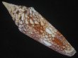 画像2: インドハデミナシ(Conus milneedwardsi clytospira) 大　特美品 (2)