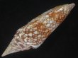 画像3: インドハデミナシ(Conus milneedwardsi clytospira) 大　特美品 (3)