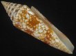 画像1: インドハデミナシ(Conus milneedwardsi clytospira) 特美品 (1)