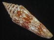 画像2: インドハデミナシ(Conus milneedwardsi clytospira) 特美品 (2)