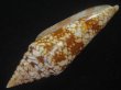 画像3: インドハデミナシ(Conus milneedwardsi clytospira) 特美品 (3)