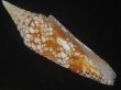 画像1: インドハデミナシ(Conus milneedwardsi clytospira) 美品 (1)