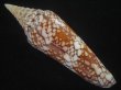 画像2: インドハデミナシ(Conus milneedwardsi clytospira) 美品 (2)