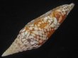 画像3: インドハデミナシ(Conus milneedwardsi clytospira) 美品 (3)