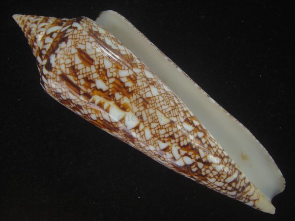 画像1: ベンガルイモ(Conus bengalensis) 大　老成　美品 (1)