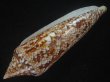 画像3: ベンガルイモ(Conus bengalensis) 大　老成　美品 (3)