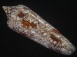 画像2: ベンガルイモ(Conus bengalensis) 濃色　老成　美品 (2)